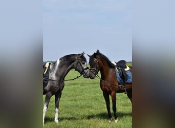 Belga, Castrone, 5 Anni, 155 cm, Baio