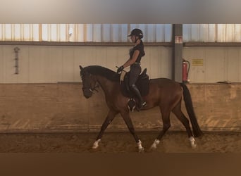 Belga, Castrone, 5 Anni, 155 cm, Baio