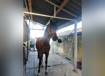 Belga, Castrone, 5 Anni, 155 cm, Baio