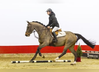 Belga, Castrone, 5 Anni, 162 cm