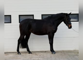 Belga, Castrone, 5 Anni, 164 cm, Baio