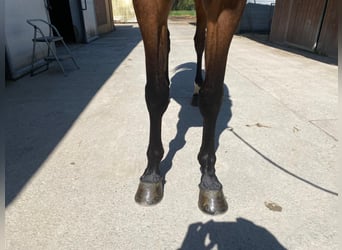 Belga, Castrone, 5 Anni, 164 cm