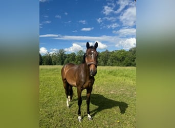 Belga, Castrone, 5 Anni, 165 cm, Baio scuro