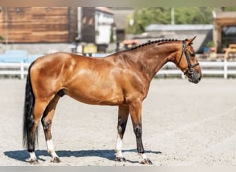 Belga, Castrone, 5 Anni, 166 cm, Baio ciliegia