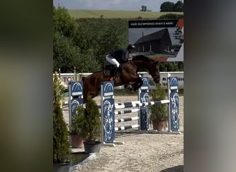 Belga, Castrone, 5 Anni, 166 cm, Baio ciliegia