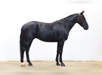 Belga, Castrone, 5 Anni, 166 cm, Morello