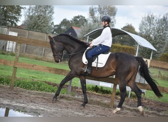 Belga, Castrone, 5 Anni, 168 cm, Baio scuro