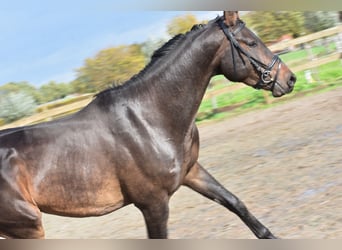 Belga, Castrone, 5 Anni, 168 cm, Baio scuro