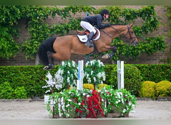 Belga, Castrone, 5 Anni, 169 cm, Morello