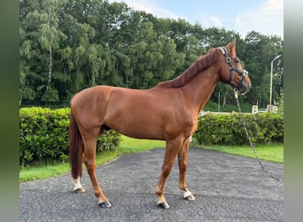 Belga, Castrone, 5 Anni, 169 cm, Sauro scuro