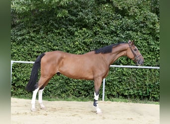 Belga, Castrone, 5 Anni, 170 cm, Baio