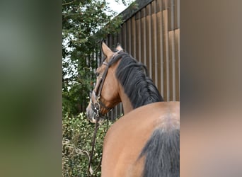 Belga, Castrone, 5 Anni, 170 cm, Baio