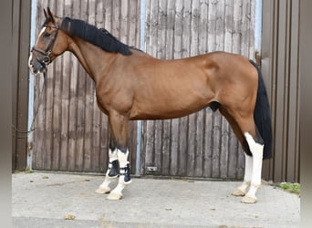 Belga, Castrone, 5 Anni, 170 cm, Baio