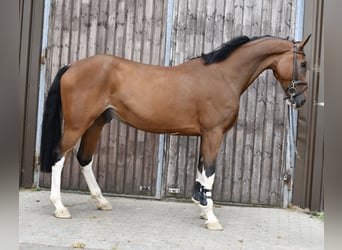 Belga, Castrone, 5 Anni, 170 cm, Baio