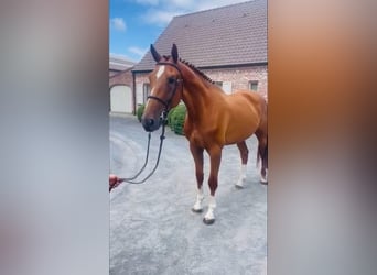 Belga, Castrone, 5 Anni, 170 cm, Baio scuro