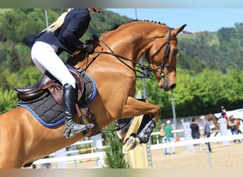 Belga, Castrone, 5 Anni, 172 cm, Baio