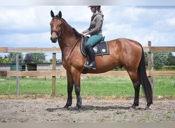 Belga, Castrone, 5 Anni, 175 cm, Baio