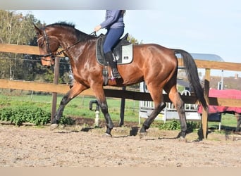 Belga, Castrone, 5 Anni, 175 cm, Baio