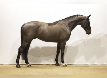 Belga, Castrone, 5 Anni, Baio scuro