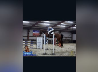 Belga, Castrone, 6 Anni, 163 cm, Baio