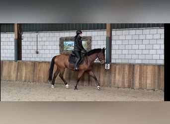 Belga, Castrone, 6 Anni, 164 cm, Baio