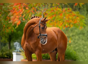 Belga, Castrone, 6 Anni, 180 cm, Sauro scuro