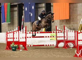 Belga, Castrone, 7 Anni, 170 cm, Baio scuro