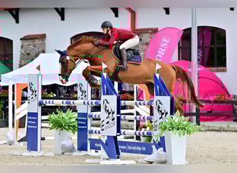 Belga, Castrone, 7 Anni, 172 cm, Sauro