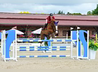 Belga, Castrone, 7 Anni, 172 cm, Sauro