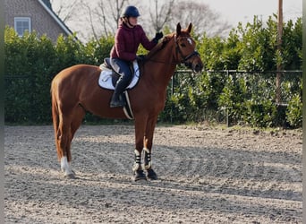 Belga, Castrone, 7 Anni, 172 cm, Sauro