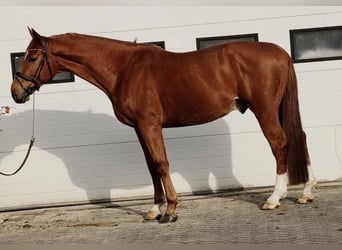 Belga, Castrone, 7 Anni, 172 cm, Sauro