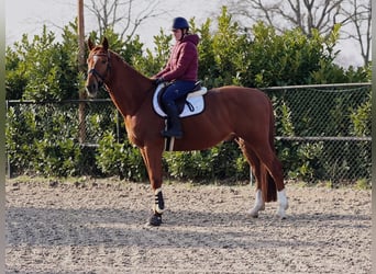 Belga, Castrone, 7 Anni, 172 cm, Sauro