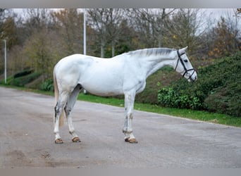Belga, Castrone, 8 Anni, 165 cm, Grigio