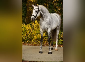 Belga, Castrone, 8 Anni, 172 cm, Grigio