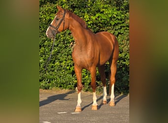 Belga, Castrone, 8 Anni, 172 cm, Sauro