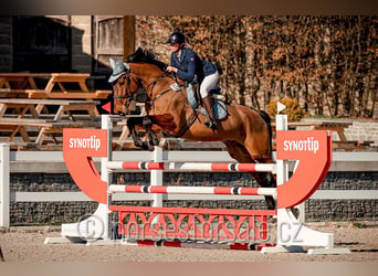 Belga, Castrone, 8 Anni, 173 cm, Baio