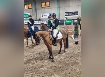 Belga, Castrone, 9 Anni, 148 cm, Baio scuro