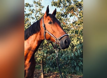 Belga, Castrone, 9 Anni, 166 cm, Baio