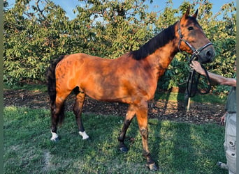 Belga, Castrone, 9 Anni, 166 cm, Baio