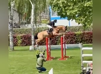 Belga, Castrone, 9 Anni, 167 cm, Baio