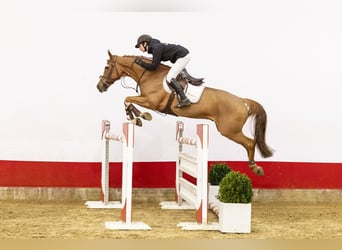 Belga, Castrone, 9 Anni, 167 cm, Sauro