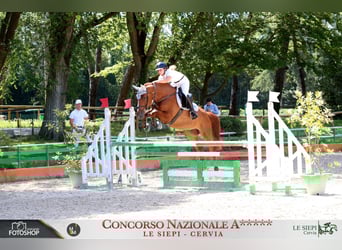Belga, Castrone, 9 Anni, 167 cm, Sauro