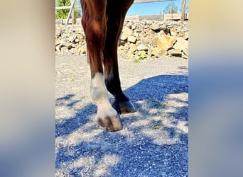 Belga, Castrone, 9 Anni, 168 cm