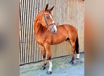Belga, Castrone, 9 Anni, 168 cm
