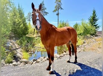 Belga, Castrone, 9 Anni, 168 cm