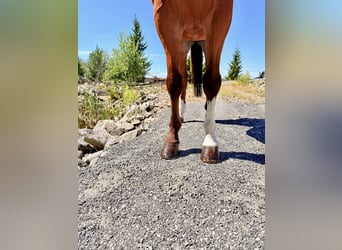 Belga, Castrone, 9 Anni, 168 cm