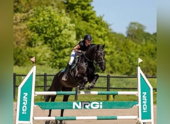 Belga, Castrone, 9 Anni, 168 cm, Morello