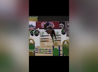 Belga, Castrone, 9 Anni, 170 cm, Baio