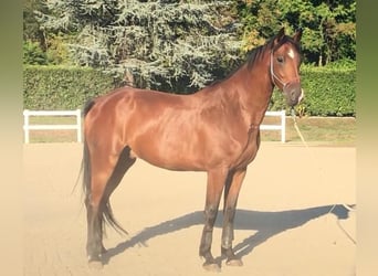Belga, Castrone, 9 Anni, 170 cm, Baio