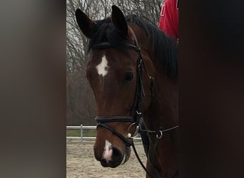 Belga, Castrone, 9 Anni, 170 cm, Baio